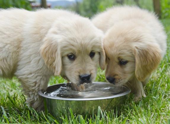 beneficios del agua en los animales