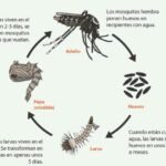 ciclo de vida de los mosquitos