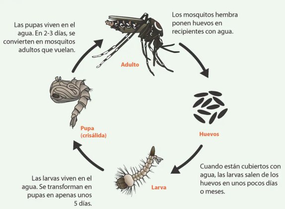 ciclo de vida de los mosquitos