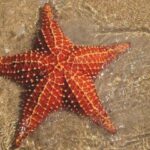 como alimentar una estrella de mar en casa