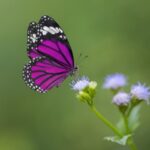 como polinizan las mariposas