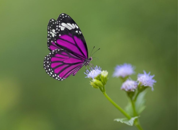 como polinizan las mariposas