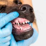 como saber la edad de un perro por sus dientes