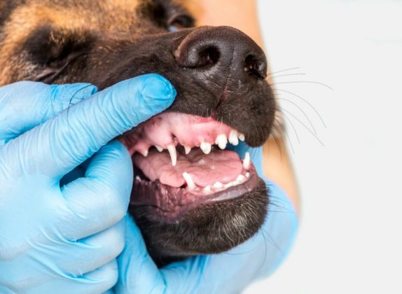 como saber la edad de un perro por sus dientes