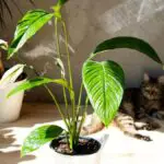 plantas tóxicas para gatos