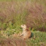 animales que viven en la pradera