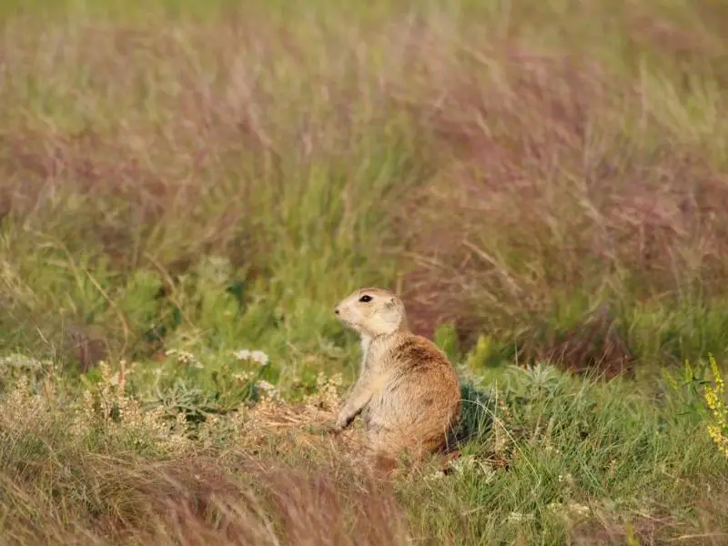 animales que viven en la pradera