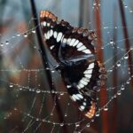 depredadores de las mariposas