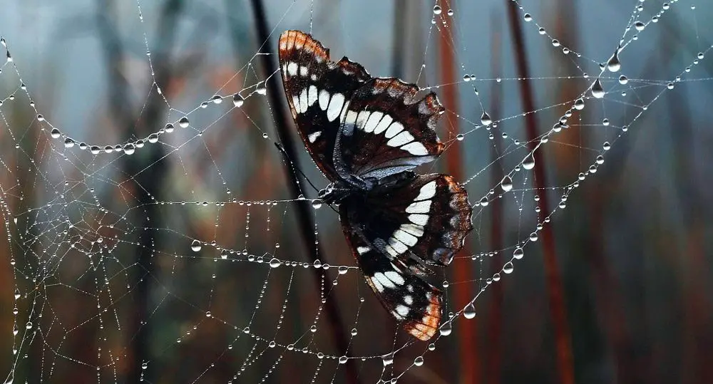 depredadores de las mariposas