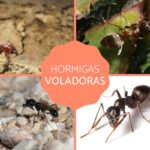 tipos de hormigas voladoras