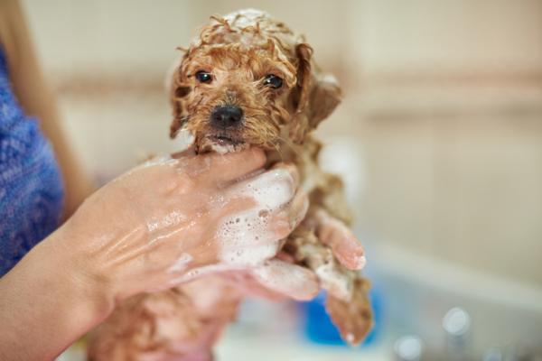 a que edad se puede bañar un perro