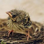 cuanto aguanta un pájaro sin comer