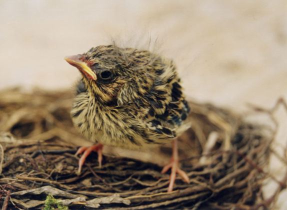 cuanto aguanta un pájaro sin comer