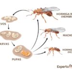 cuanto tardan en nacer las hormigas