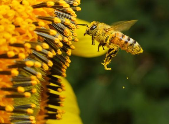 cuánto vive una abeja obrera