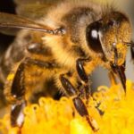 cuánto vive una abeja reina