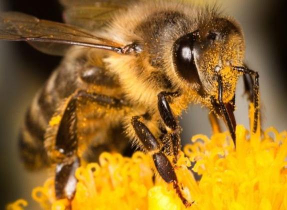 cuánto vive una abeja reina