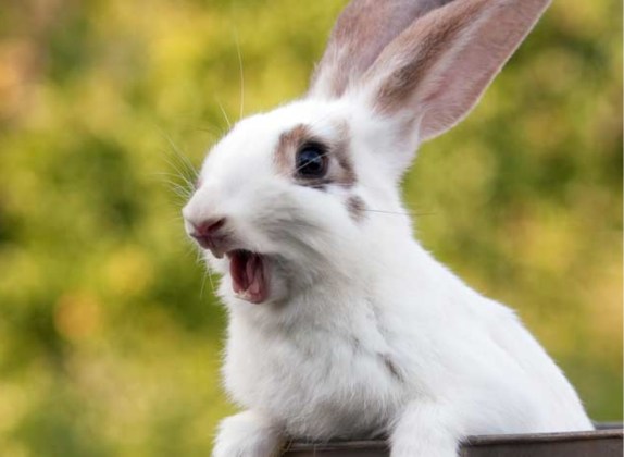 cuantos dientes tiene un conejo