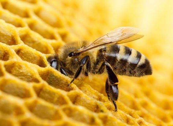 cuantos huevos pone una abeja reina por día