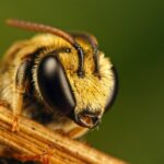 cuantos ojos tiene una abeja