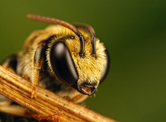 cuantos ojos tiene una abeja