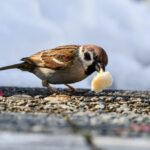 de qué se alimentan los pájaros