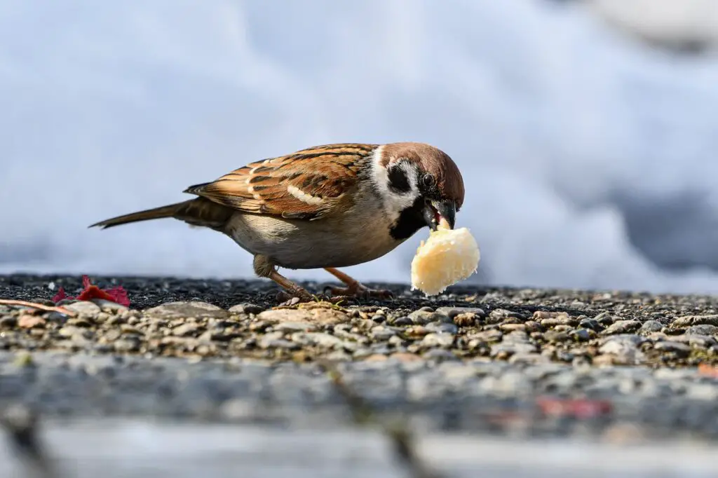 de qué se alimentan los pájaros