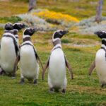 dónde y cómo viven los pingüinos de magallanes