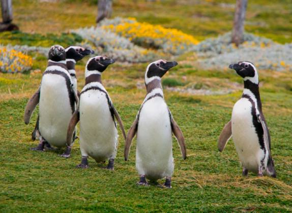 dónde y cómo viven los pingüinos de magallanes