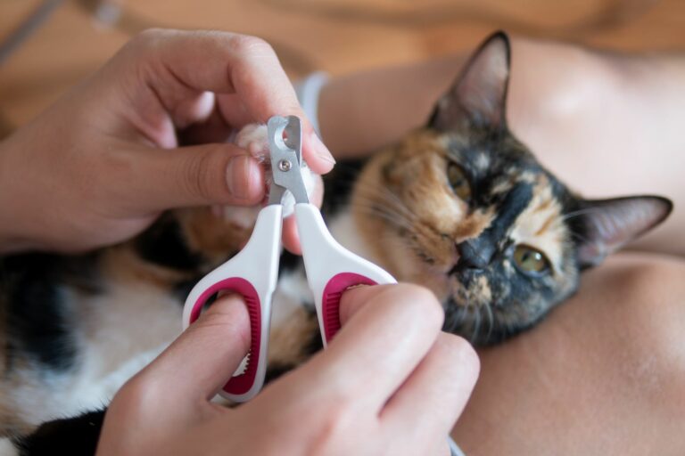 es bueno cortarle las uñas a los gatos