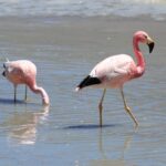 el flamenco esta en peligro de extinción