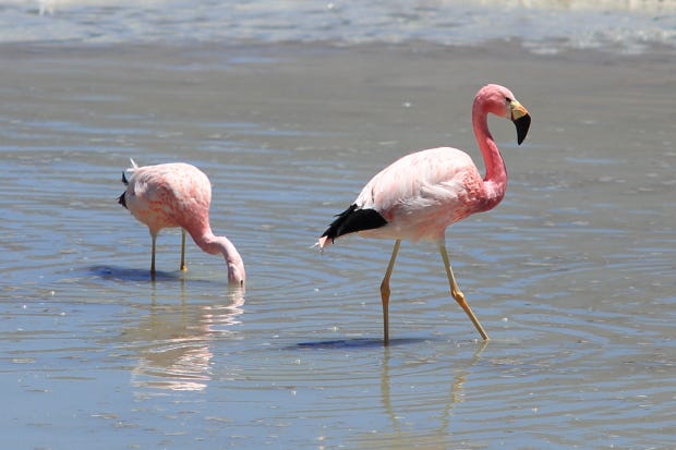 el flamenco esta en peligro de extinción