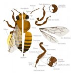 partes del cuerpo de una abeja