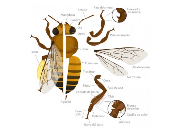 partes del cuerpo de una abeja