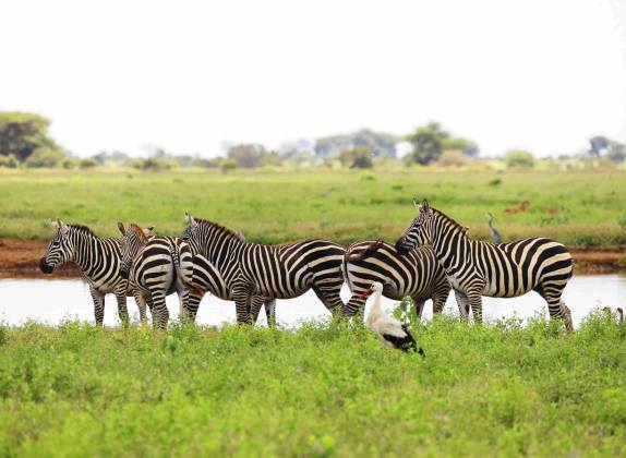 porque son importantes los animales en el medio ambiente