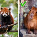 animales exóticos para tener en casa