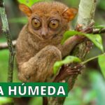 que animales viven en la selva húmeda