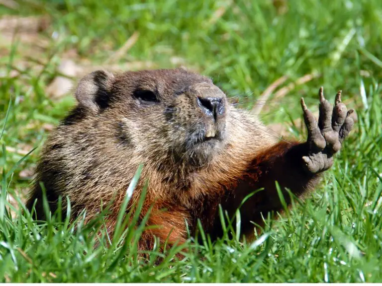 animales que hacen hoyos en la tierra