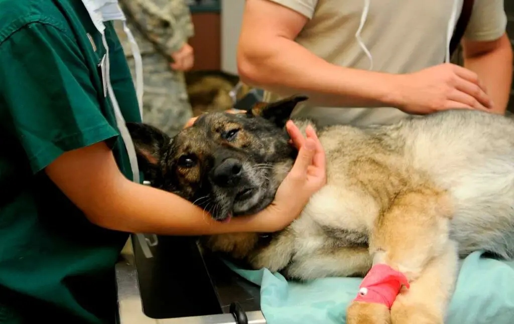 como muere un perro con insuficiencia renal