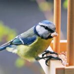 que comen los pájaros silvestres