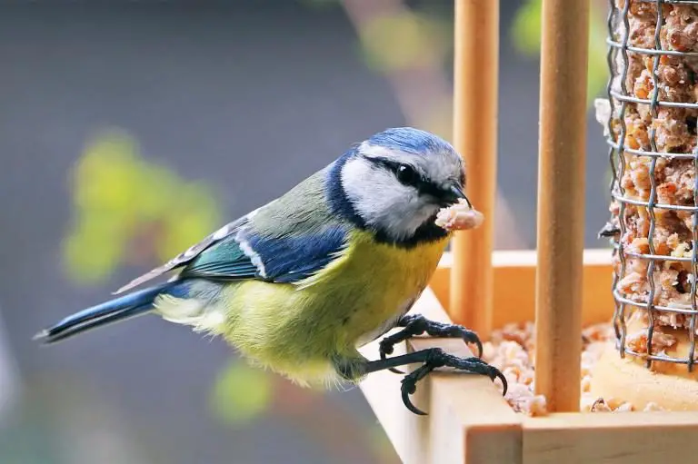 que comen los pájaros silvestres