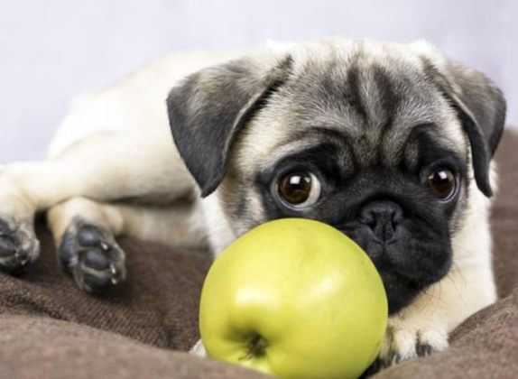 que puede comer un perro de 2 meses