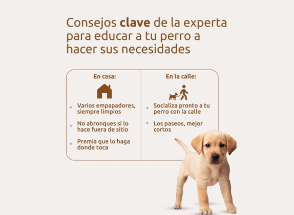 tips para enseñar a un perro a ir al baño