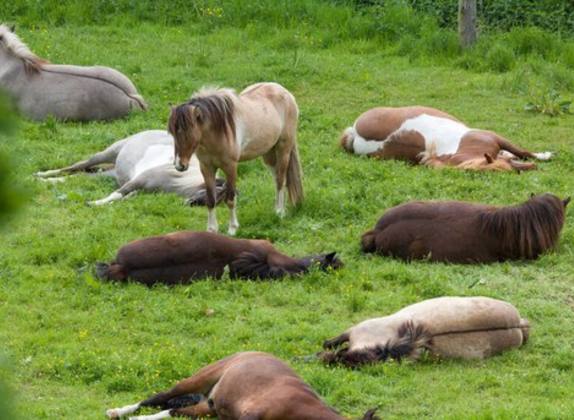 como duermen los caballos