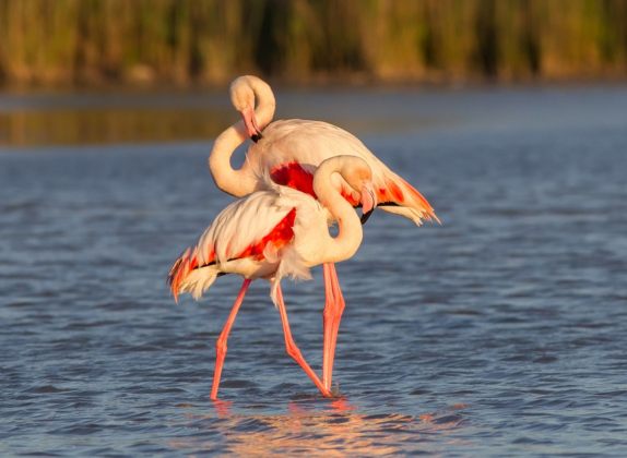 como se reproducen los flamencos