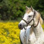 cuantos años viven los caballos