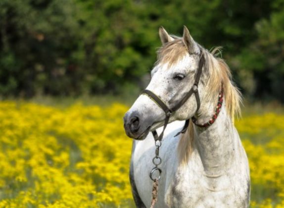 cuantos años viven los caballos