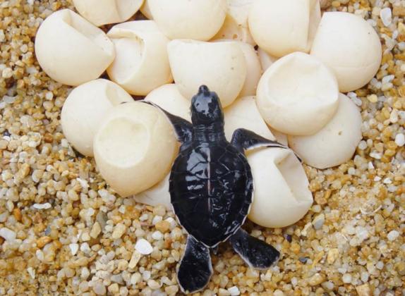 cuantos huevos ponen las tortugas de tierra