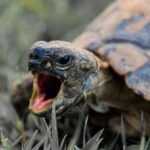 las tortugas tienen dientes