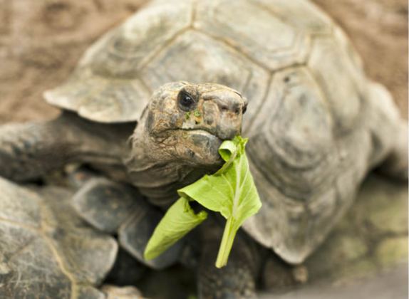 que comen las tortugas terrestres